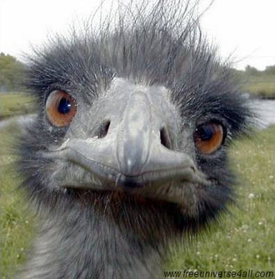 Quoi !!!!